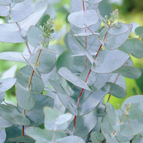 eucalyptus-gunnii t beechmount garden centre