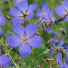 geranium johnsons blue at beechmount garden centre