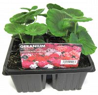 geranium at beehmount garden centre