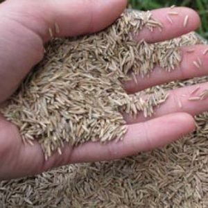 grass seed