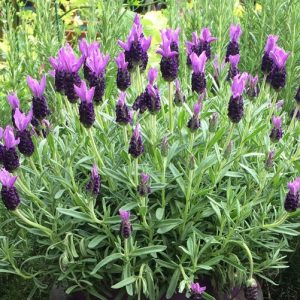 lavender herb at beechmount garden centre