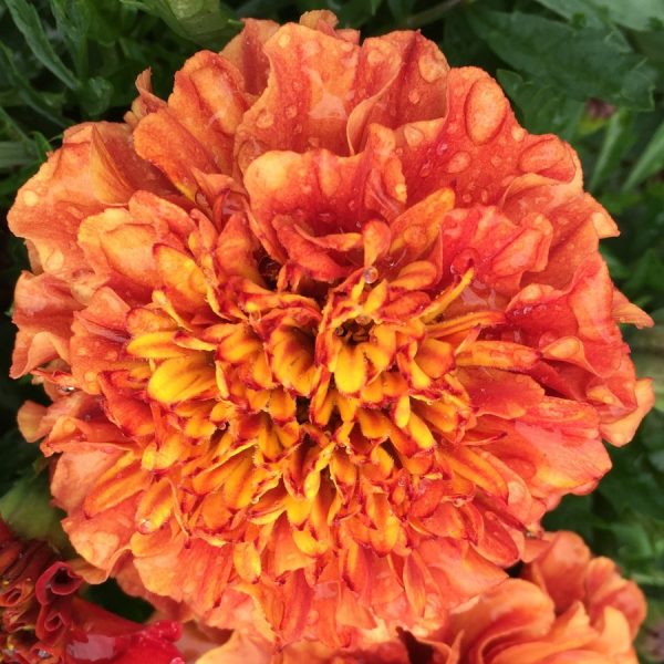 marigold strawberry blonde at beechmount garden centre