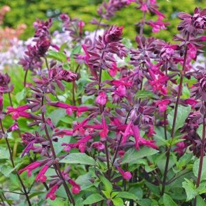 salvia love and wishes at beechmount garden centre