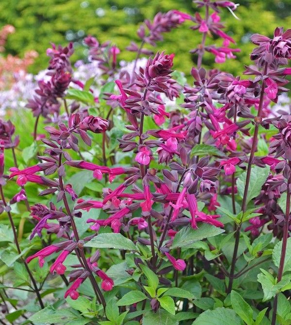 salvia love and wishes at beechmount garden centre