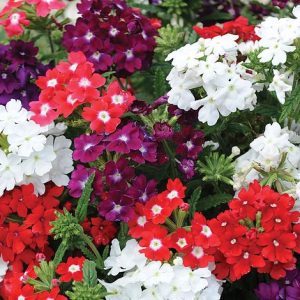 verbena bedding at beechmount garden centre