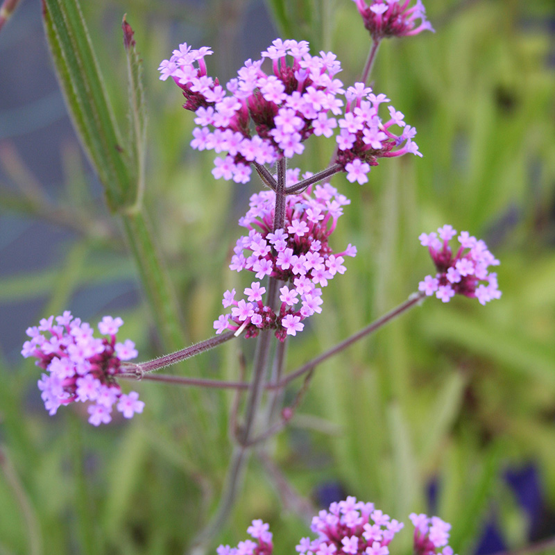 Verbena Bonariensis Beechmount Garden Centre