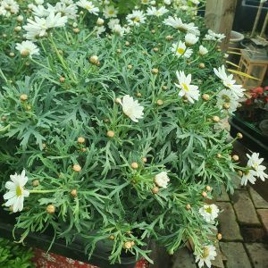 chrysanthemum at beechmount garden centre
