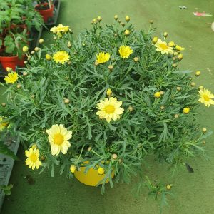 chrysanthemum at beechmount garden centre