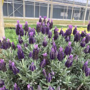 lavandula at beechmount garden centre