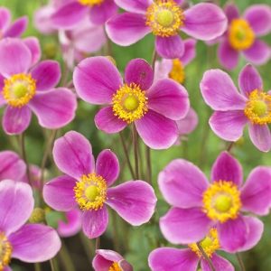 anemone splendens at beechmount garden centre