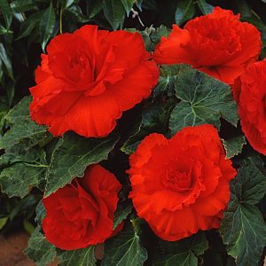 red begonia at beechmount garden centre