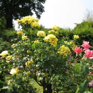 flower carpet roses at beechmount garden centre