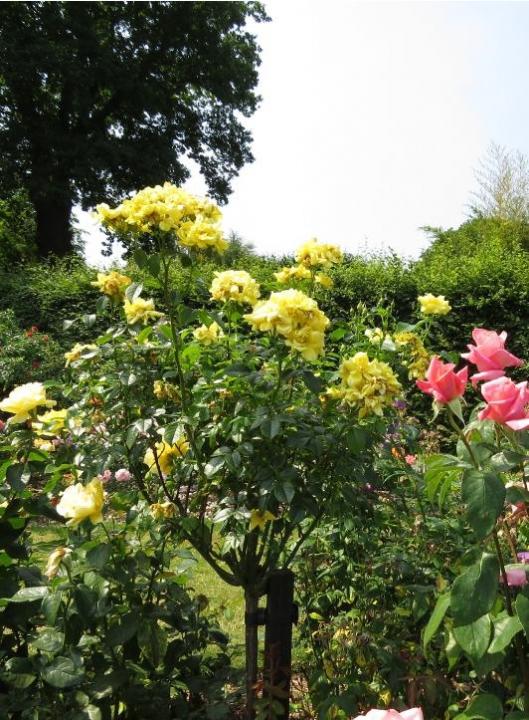 flower carpet roses at beechmount garden centre