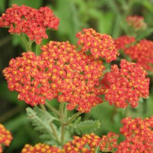 achillea at beechmount garden centre