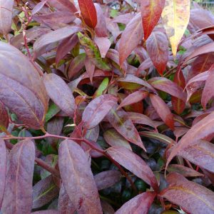 Leucothoe Royal Ruby