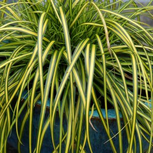 carex at beechmount garden centre