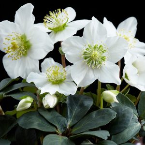 hellebours christmas carol at beechmount garden centre