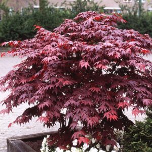 acer bloodgood at beechmount garden centre