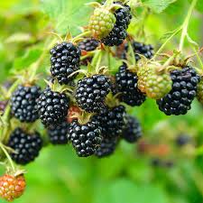 blackberry black satin at beechmount garden centre