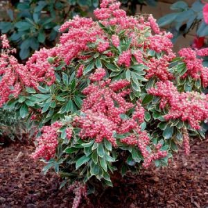 pieris jap passion at beechmount garden centre