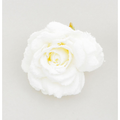15cm rose w clip cream at beechmount garden centre