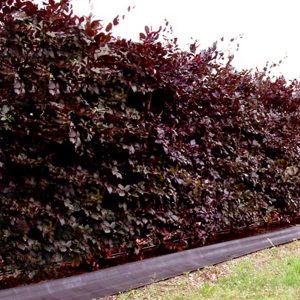 copper beech hedge t beechmount garden centre