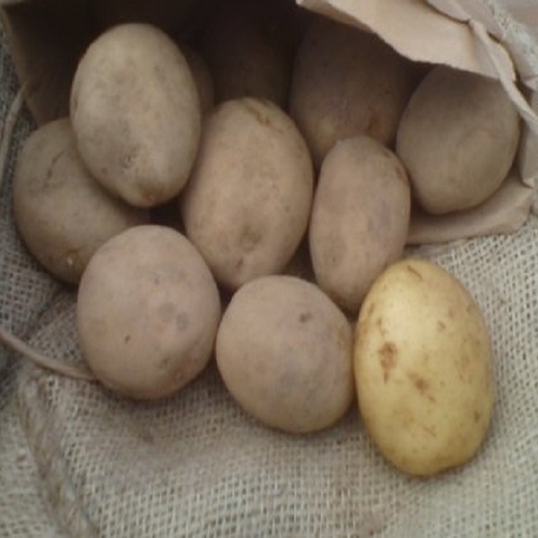 home guard seed potato at beechmount garden centre