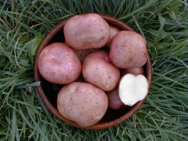 kerrs pink seed potato at beechmount garden centre