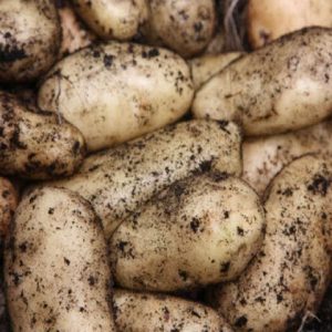 sharpes express seed potato at beechmount garden centre