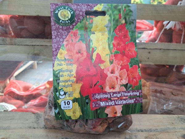 gladioli bulbs at beechmount garden centre