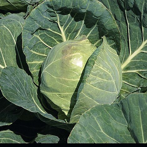 Cabbage 'Primo' (Summer) at beechmount garden centre