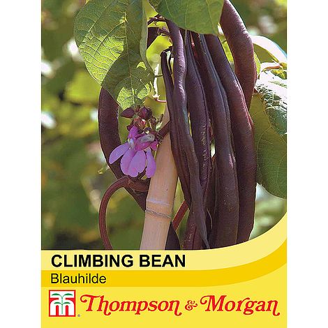 Climbing Bean 'Blauhilde' at beechmount garden centre