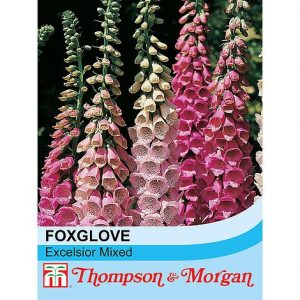 Foxglove 'Excelsior Hybrid Mixed' at beechmount garden centre