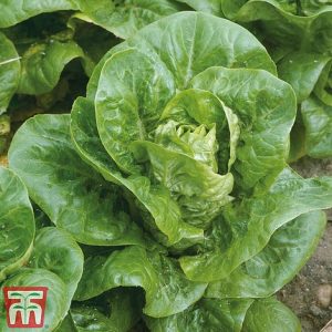 Lettuce 'Little Gem Delight' (Cos) - Organic Seeds at beechmount garden centre