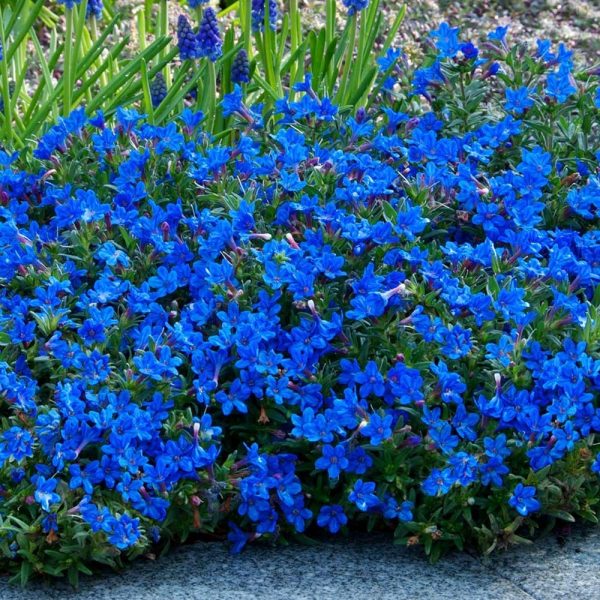 Lithospernum-‘Heavenly-Blue’ at beechmount garden centre