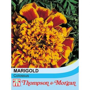 Marigold 'Colossus' at beechmount garden centre