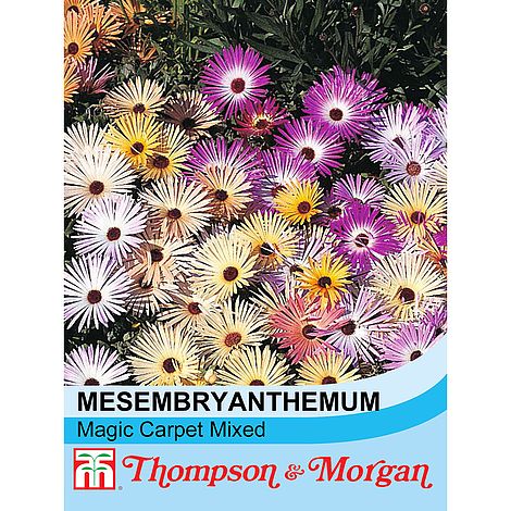 Mesembryanthemum criniflorum 'Magic Carpet Mixed' seeds at beechmount garden centre