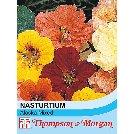 Nasturtium 'Alaska Mixed' at beechmount garden centre