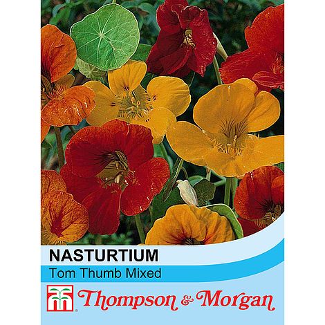 Nasturtium 'Tom Thumb Mixed' at beechmount garden centre