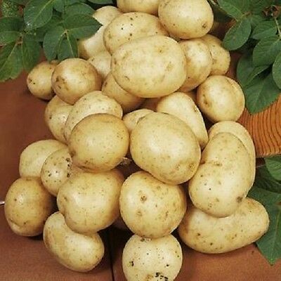 Navan seed potatoes AT BEEchmount garden centre