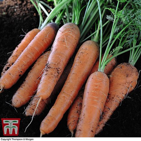 Organic Carrot 'Nantes 2' (Early maturing) at beechmount garden centre
