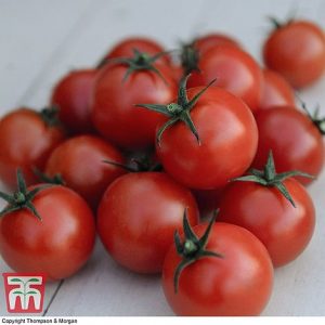 Organic Tomato 'Gardener's Delight' at beechmount garden centre