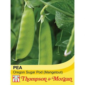 Pea 'Oregon Sugar Pod' (Mangetout) at beechmount garden centre