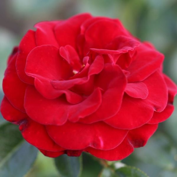 Rosa Ruby Romance at beechmount garden centre