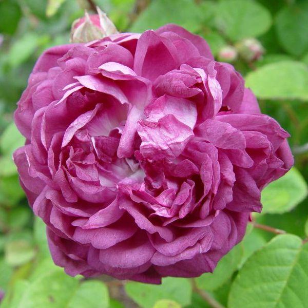 rosa cardinal de richelieu st beechmount garden centre