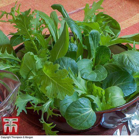 Salad Leaves 'Oriental Mix' at beechmount garden centre