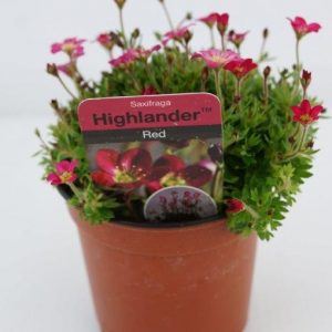 Saxifraga-red at beechmount garden centre