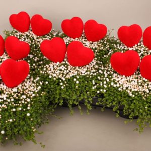Soleirolia 'Valentine's Day' arrangement with heart at beechmount garden centre