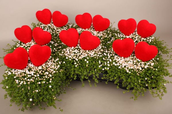 Soleirolia 'Valentine's Day' arrangement with heart at beechmount garden centre