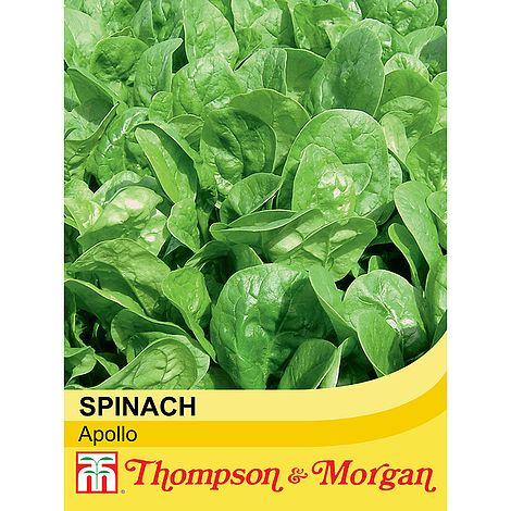 Spinach 'Apollo' at beechmount garden centre